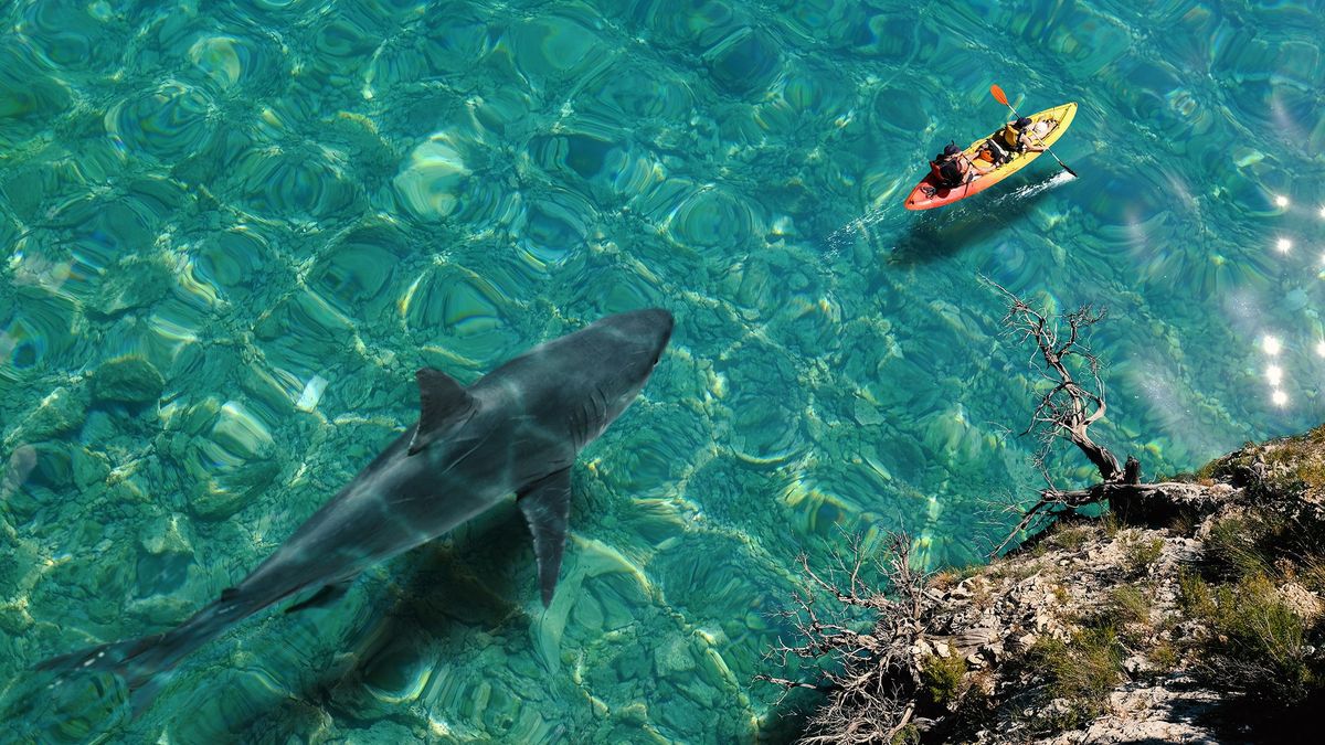 Top view of huge great white shark swimming next to sea canoe. Two tourists doing kayaking on crystal clear calm water with dangerous fish approaching from behind.
