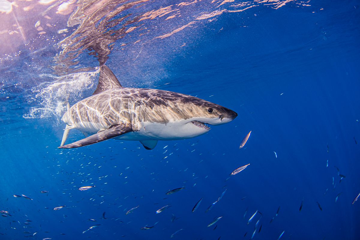 Mexico, Guadalupe Island, Great white shark in sea (Photo by Ken Kiefer 2 / Image Source / Image Source via AFP)