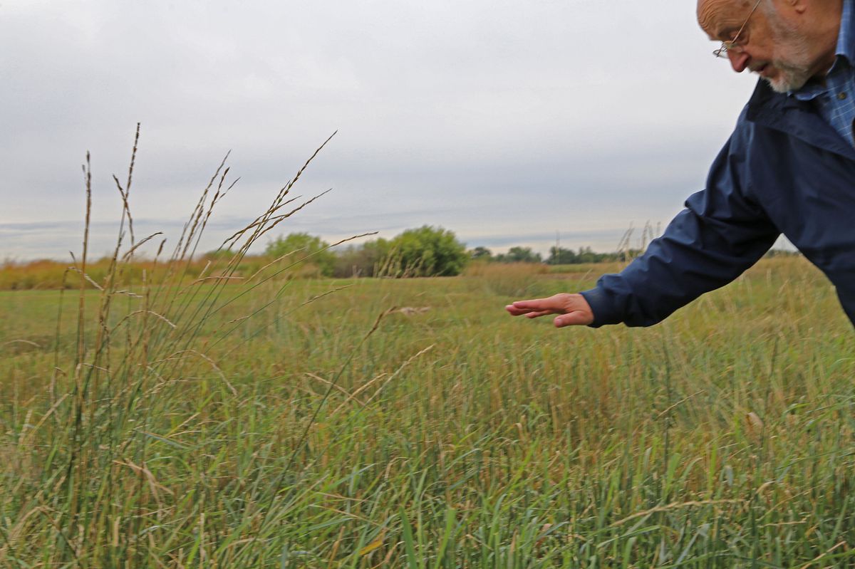 Even after being harvested, the perrenial wheatgrass being studied at the U leaves significant cover year-round on the landscape. Here Professor Don Wyse points out the height of harvested kernza, or intermediate wheatgrass.