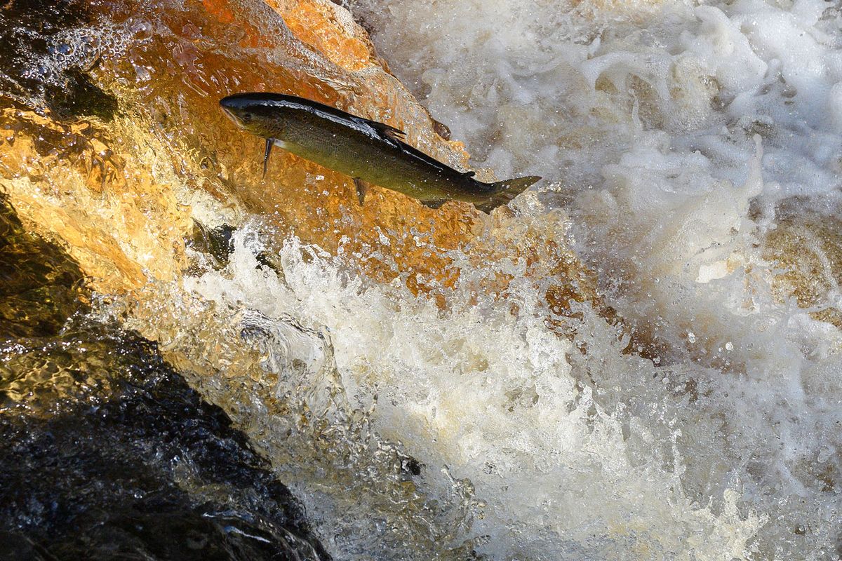 A salmon is seen leaping up the flowing waters of Stainforth Force waterfall near Settle in the Yorkshire Dales, northern England on October 21, 2021, during their return to their spawning grounds. (Photo by Oli SCARFF / AFP)