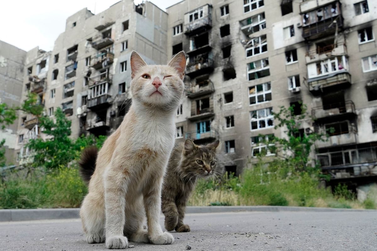 Cats are pictured in front of a destroyed apartment building in the city of Mariupol on July 3, 2022, amid the ongoing Russian military action in Ukraine. (Photo by STRINGER / AFP)