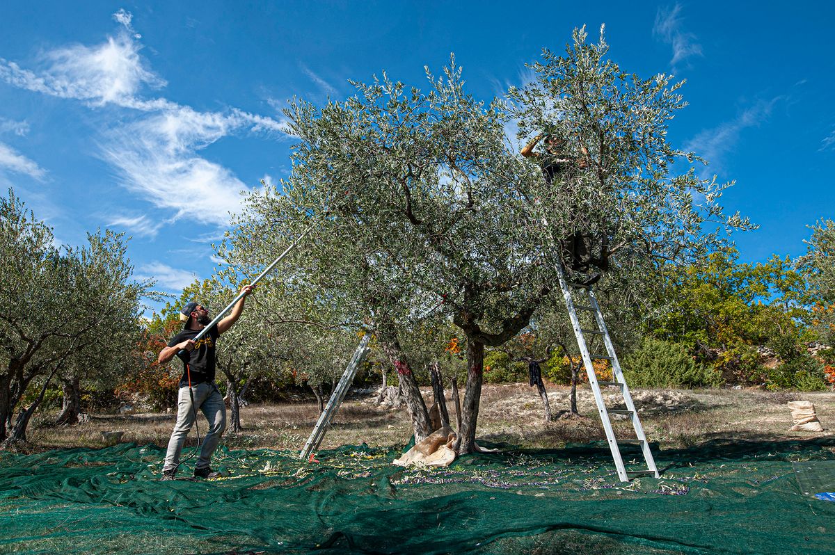 Olive Harvest In Ofena, Italy