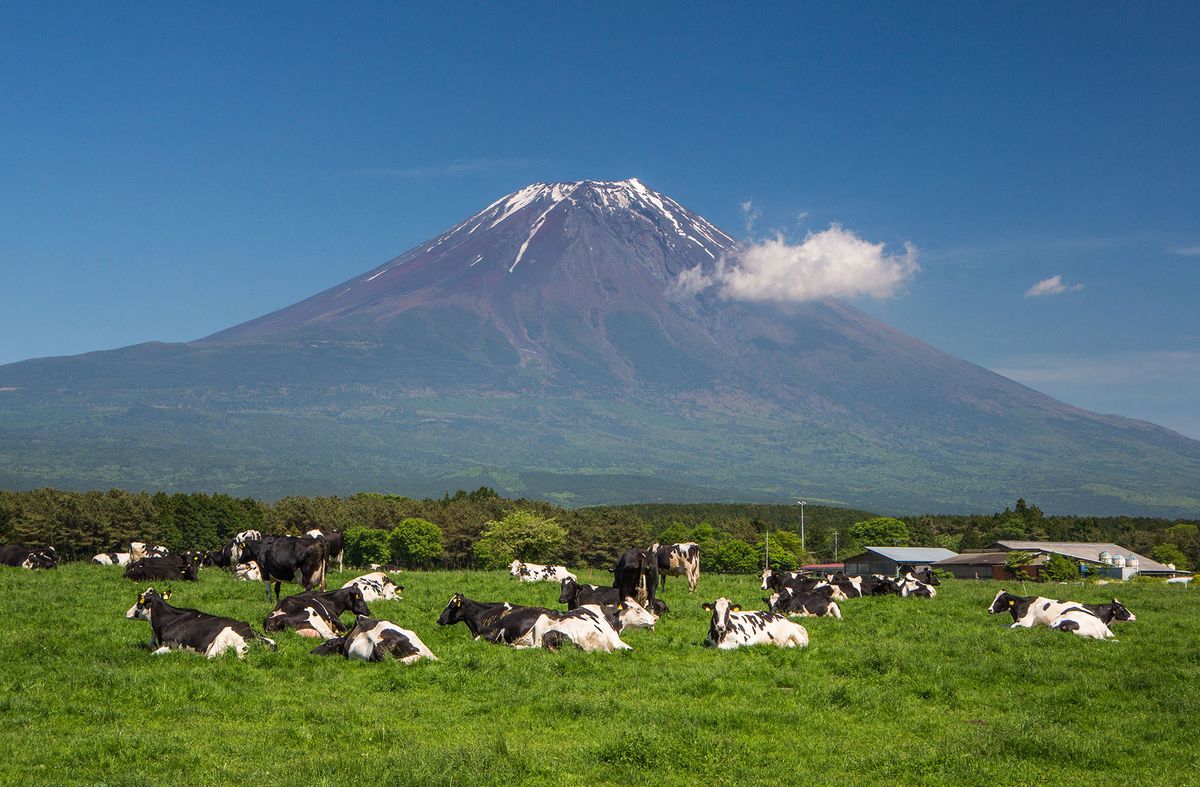 Japan, Shizuoka Province, Cows at Mount Fuji West side (Photo by Calle Montes / Photononstop / Photononstop via AFP)