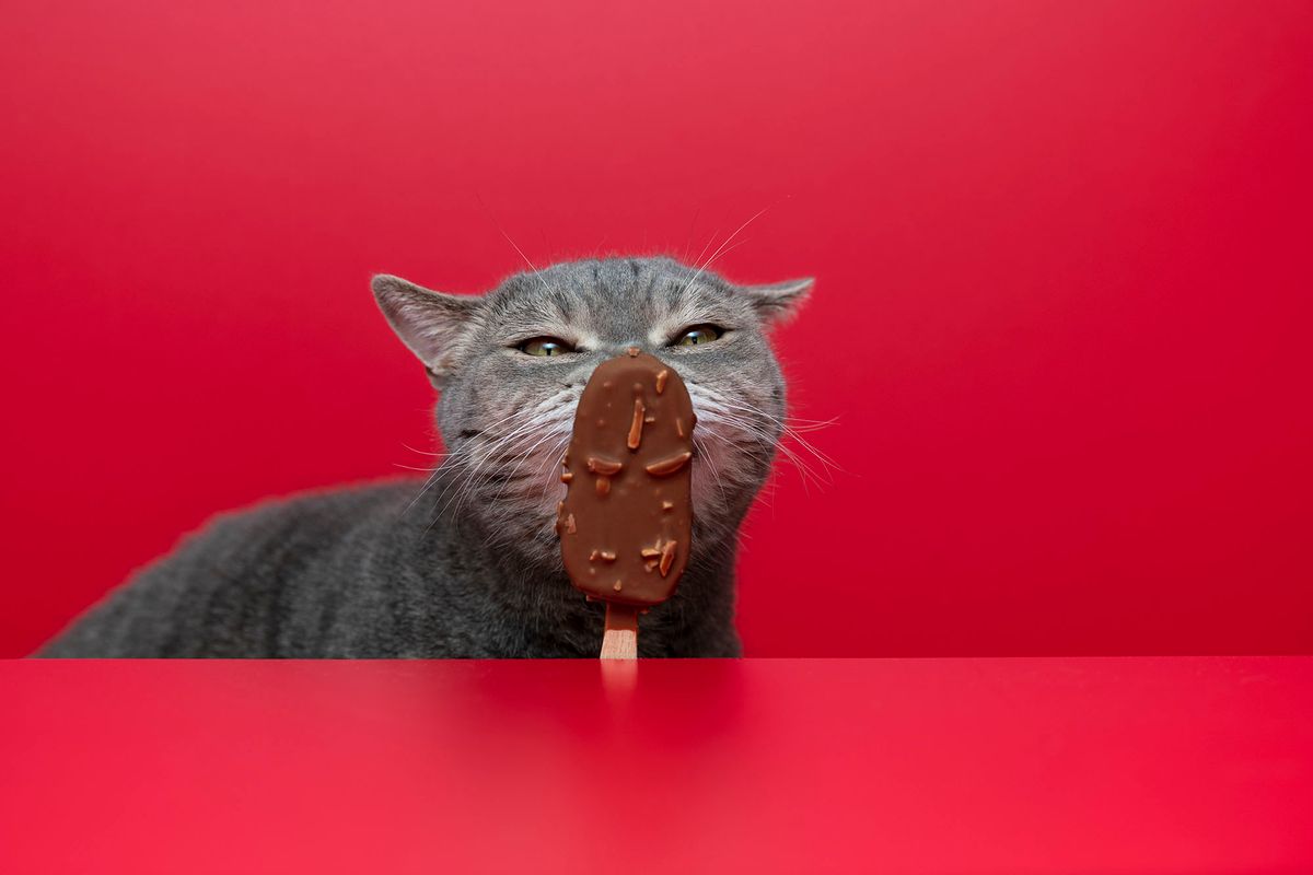 1308885312 Obese cat licking chocolate almonds ice cream bar
