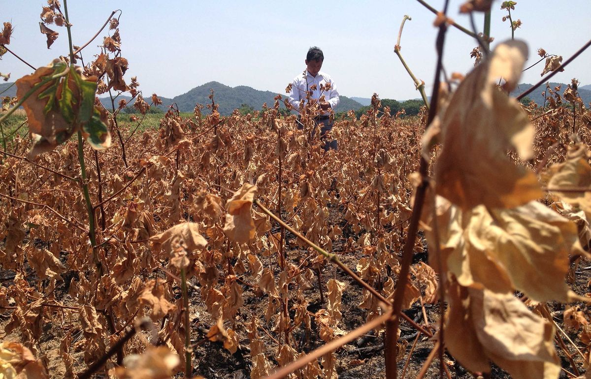 (130812) -- JIUJIANG, Aug. 12, 2013 (Xinhua) -- Villager Lyu Longjie checks dried-up cotton stalks at his field in Qianjin Village of Jiujiang County, east China's Jiangxi Province, Aug. 12, 2013. A lingering drought has left over 1.52 million people short of drinking water in the province. The local meteorological observatory in Jiujiang continued to issue red alert on heat on Monday. (Xinhua/Hong Xianzhi) (wjq) (Photo by Hong Xianzhi / XINHUA / Xinhua via AFP)