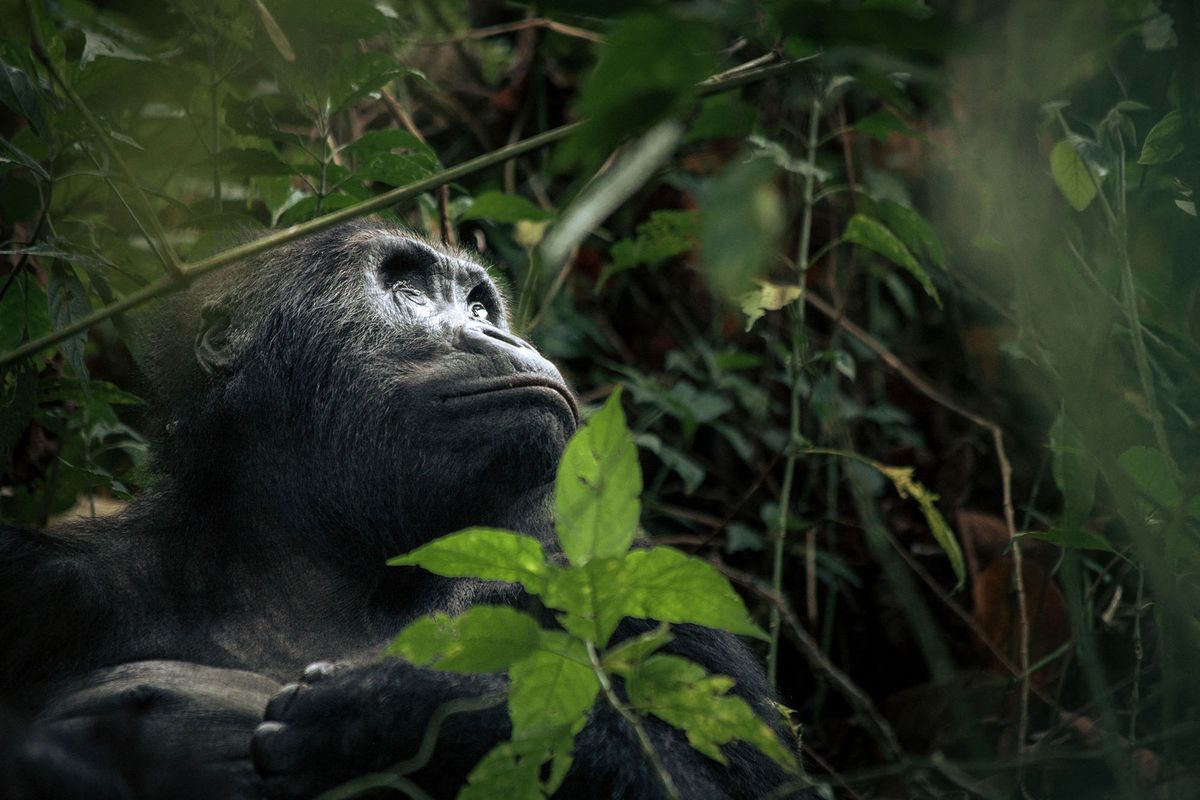 A female Grauer's gorilla, a critically endangered species, sits in the forest of Kahuzi-Biega National Park in northeastern Democratic Republic of Congo, on September 30, 2019. - Since summer 2018, some local communities have started logging in this protected area, threatening gorilla habitat. (Photo by ALEXIS HUGUET / AFP)