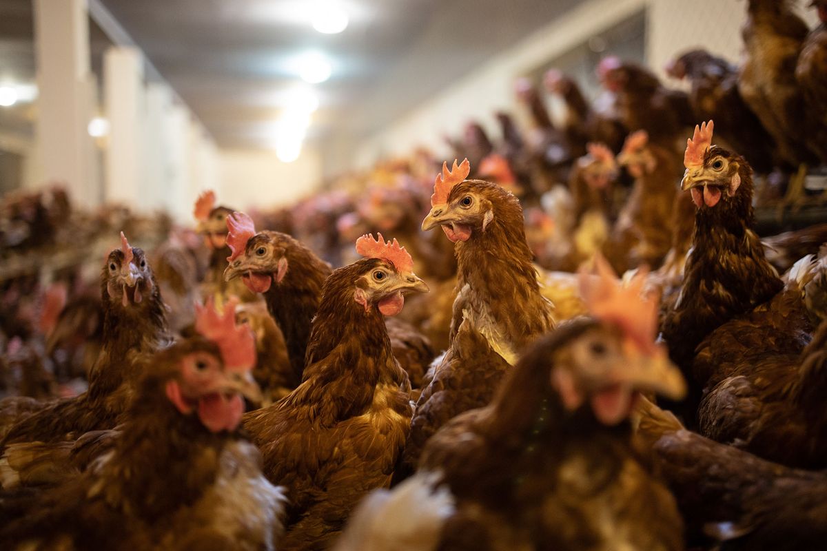 Tiszadada tyúkfarm baromfi csirke tojó tojótyúk szociális szövetkezet közmunkás közfoglalkoztatott önellátásra törekedő falu 2021 06 02 Fotó: Kállai Márton Szabad Föld