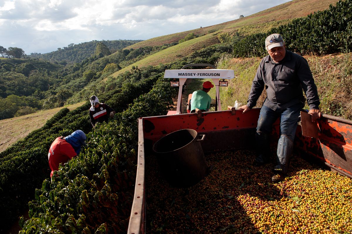 Coffee Disruptions Are Coming As Brazilian Farmers Battle For Higher Pay