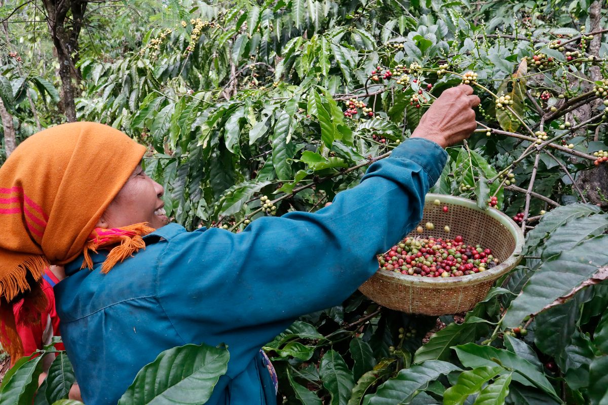 Coffee plantation. Woman working during the coffee harvest.
