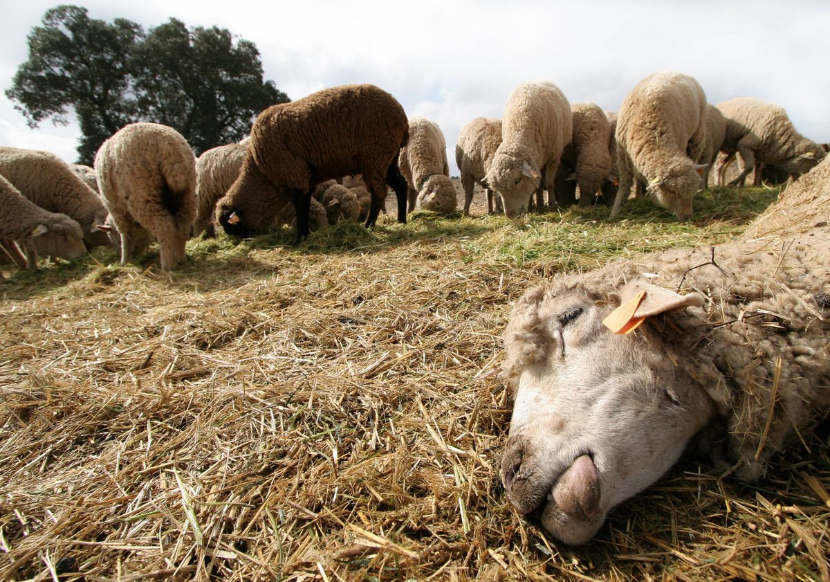 DROUGHT-FARMERS-SHEEP