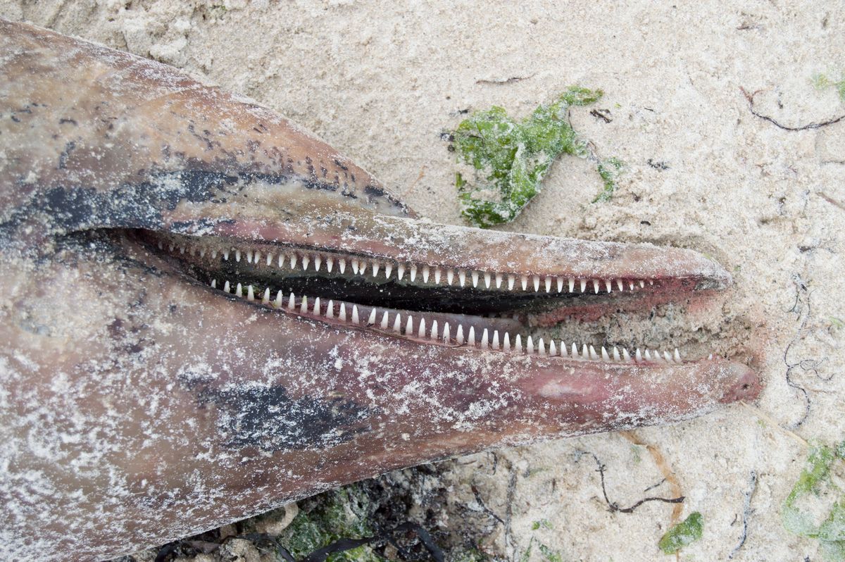 Dolphin Mouth and Teeth