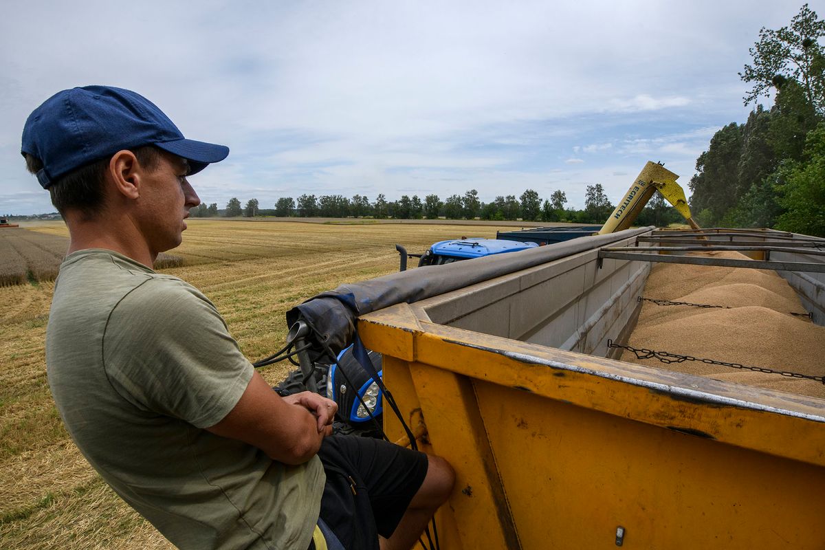 Harvesting Of Wheat In The Kyiv Region
