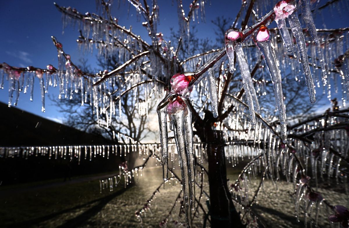 08 April 2021, Bavaria, Escherndorf: Apricot and peach trees are covered with a layer of ice after being artificially watered. The ice coat is supposed to protect the delicate blossoms from freezing. Photo: Karl-Josef Hildenbrand/dpa (Photo by KARL-JOSEF HILDENBRAND / DPA / dpa Picture-Alliance via AFP)