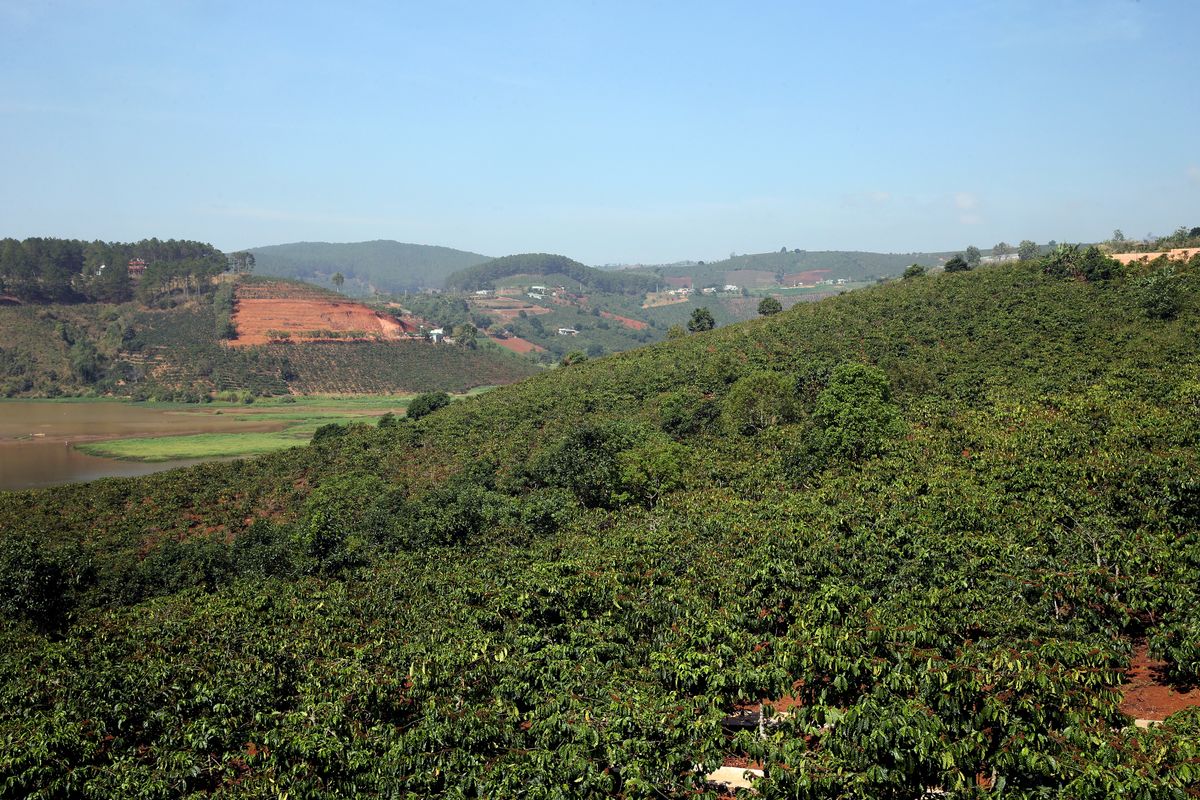 Highlands coffee plantation. Dalat. Vietnam.