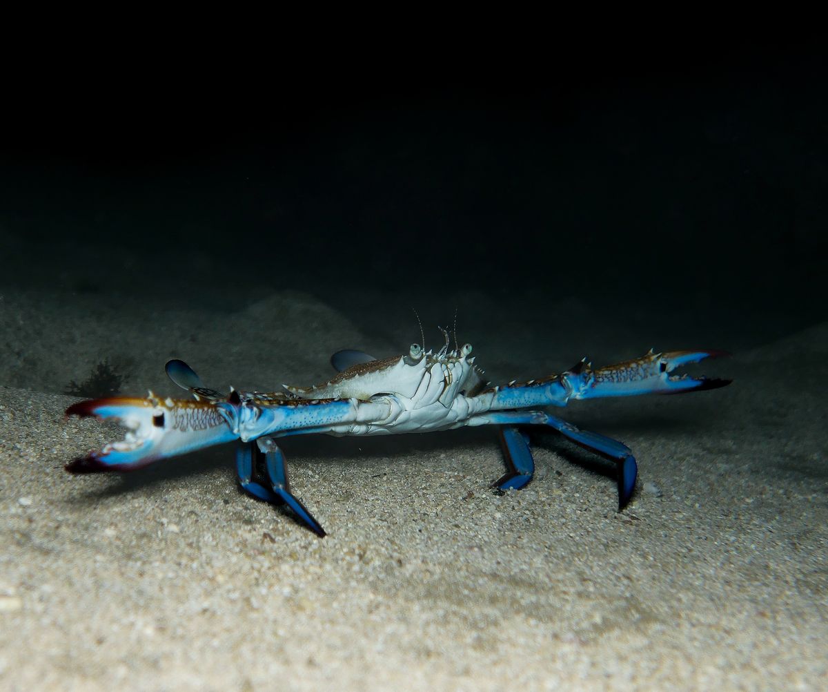 Blue,Swimming,Crab