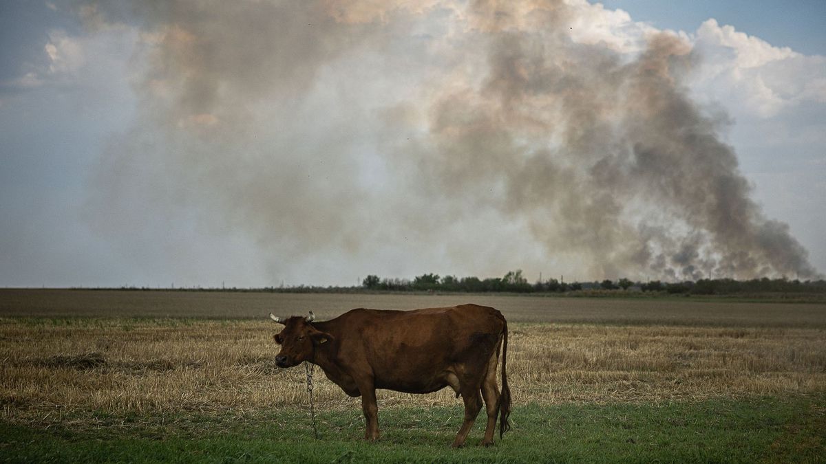 A cow stands in a field as black smoke rising from the front line in Mykolaiv Oblast on August 30, 2022, amid Russia's military invasion launched on Ukraine. - Ukraine has begun a major counteroffensive to retake Kherson city and the southern region of the same name. Kherson was the first Ukrainian city to fall into Russian hands after the invasion began in February. (Photo by Dimitar DILKOFF / AFP)
