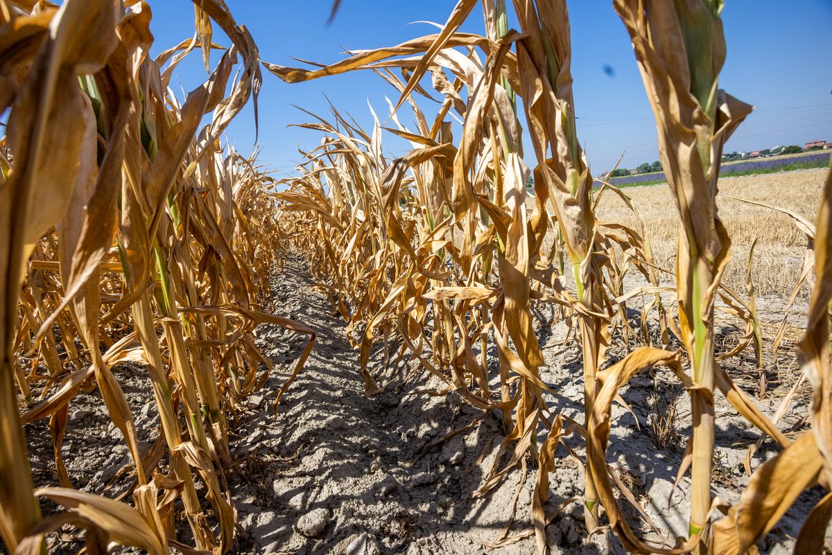 Drought In Northern Italy: The Cornfields Dry Up For Lack Of Water.