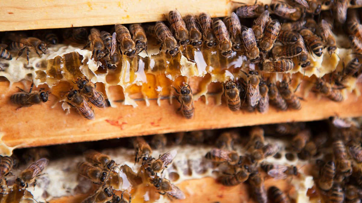 Beekeeping, Beekeeping Harvesting honey from a beekeeper in France. (Photo by AMELIE-BENOIST / IMAGE POINT FR / BSIP via AFP)