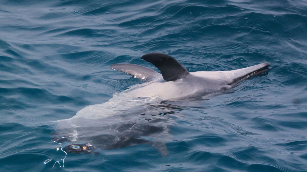 A dead dolphin, A dead dolphin which chopped in half around Jakarta Bay, Indonesia