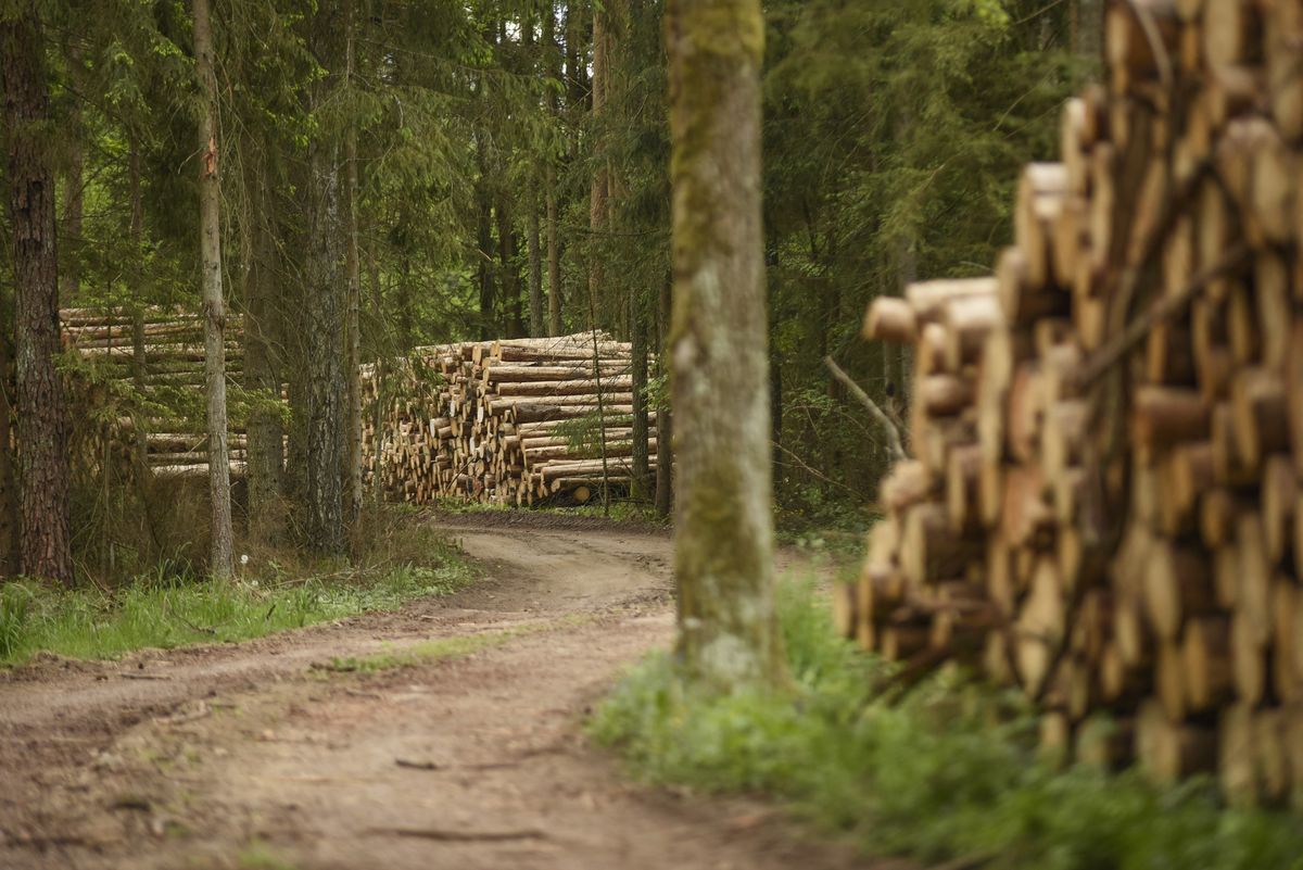 Large scale logging in Bialowieza forest