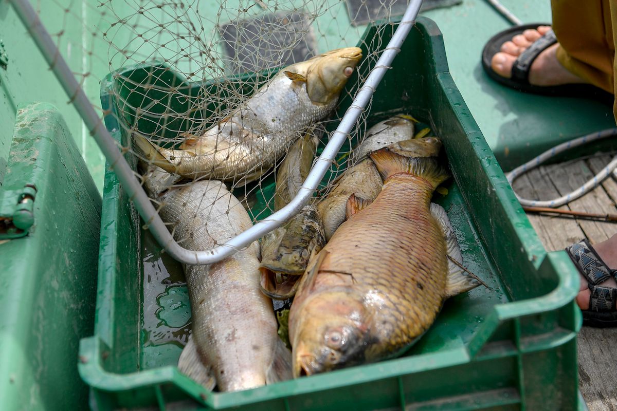 Hortobágy, 2020. július 4.
Elpusztult halak a Terepszemle Stúdió természetvédelmi egyesület munkatársainak motorcsónakjában a Hortobágy folyón, Hortobágy közelében 2020. július 4-én. A nagy hőség és a kevés vízhozam miatt kialakult oxigénhiányos állapot miatt a folyóból naponta több láda elpusztult halat kell összegyűjteni.
MTI/Czeglédi Zsolt