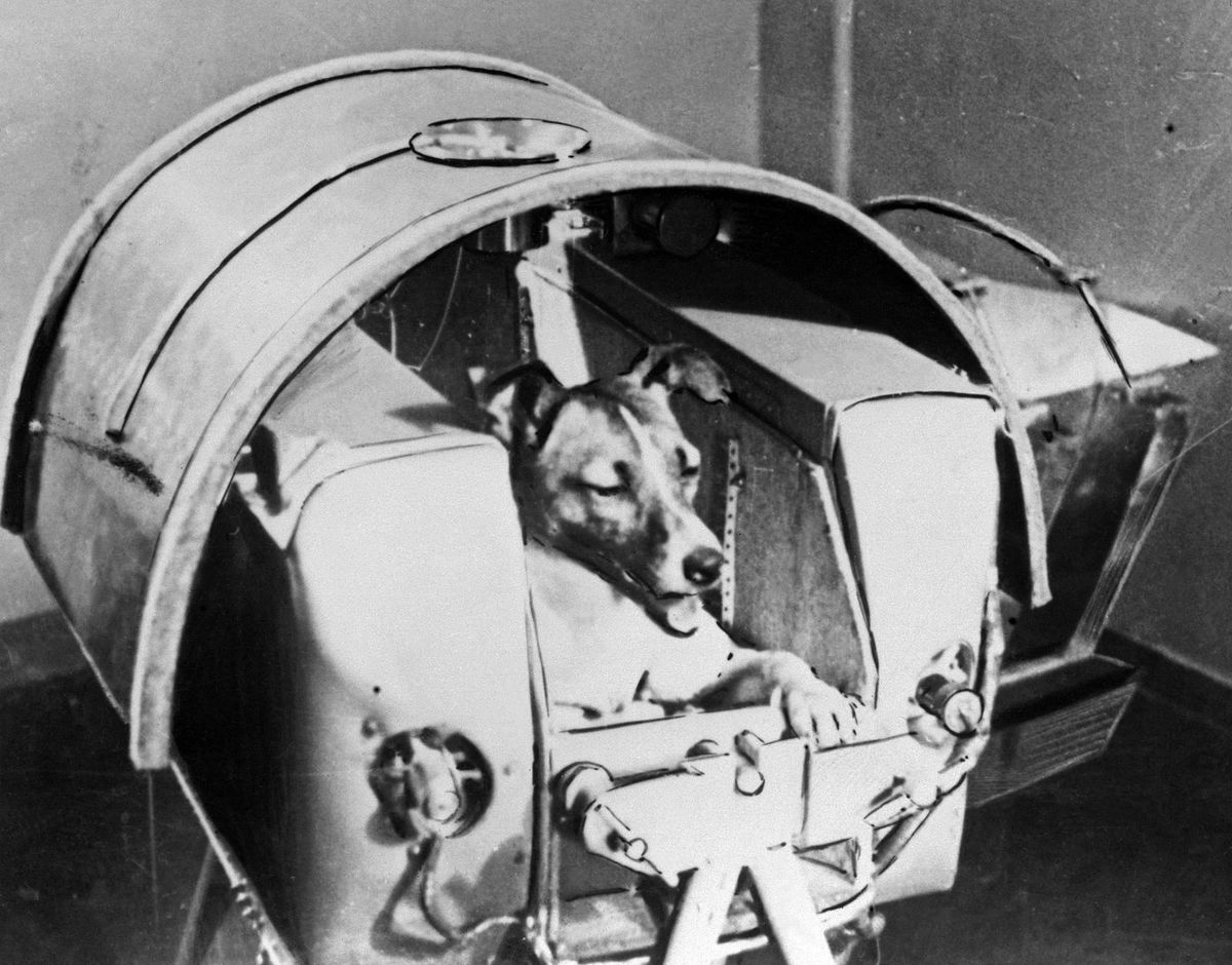 Picture from the Soviet daily Pravda dated 13 November 1957 of the dog Laika, the first living creature ever sent in space, onboard Sputnik II. Soviet spacecraft Sputnik 2 was launched from the Baikonur cosmodrome in Kazakhstan, 03 November 1957. Laika died a few hours after launch from stress and overheating, likely due to a malfunction in the thermal control system. (Photo by TASS / AFP)