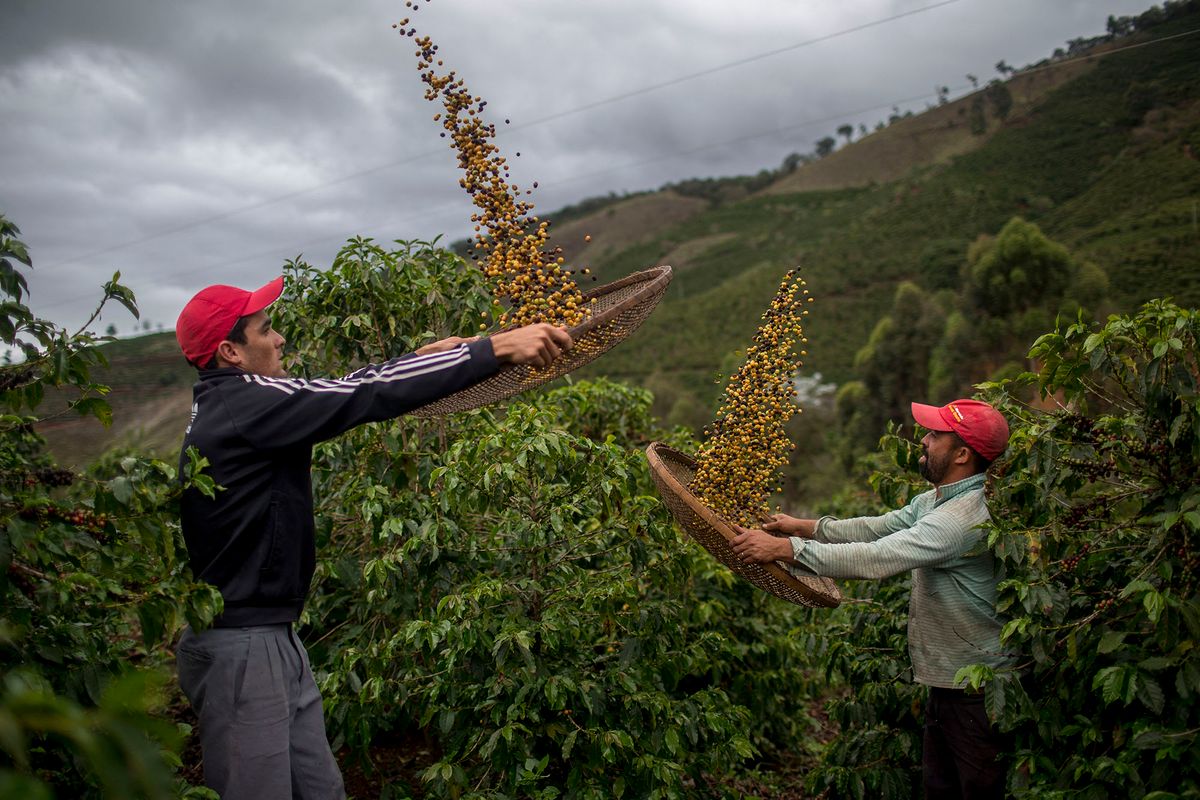 Farmers Eduardo de Jose Protazio (L), 26, and Joao Paulo Rodrigo (R), 33, winnow coffee beans on their family farm in Forquilha do Rio, municipality of Dores do Rio Preto, Espirito Santo, Brazil, on November 23, 2017. - At an altitude of 1,180 meters on the flanks of the Caparao mountains, between the Brazilian states of Minas Gerais and Espirito Santo, farmers are planting Arabica coffee, a specialty that has better quality and price than ordinary coffee. Their beans are sold to the best specialty shops in Brazil and two-thirds of their production is exported to the United States, France, Australia, South Korea, Japan and other countries. (Photo by MAURO PIMENTEL / AFP) / TO GO WITH AFP STORY by Morgann JEZEQUEL