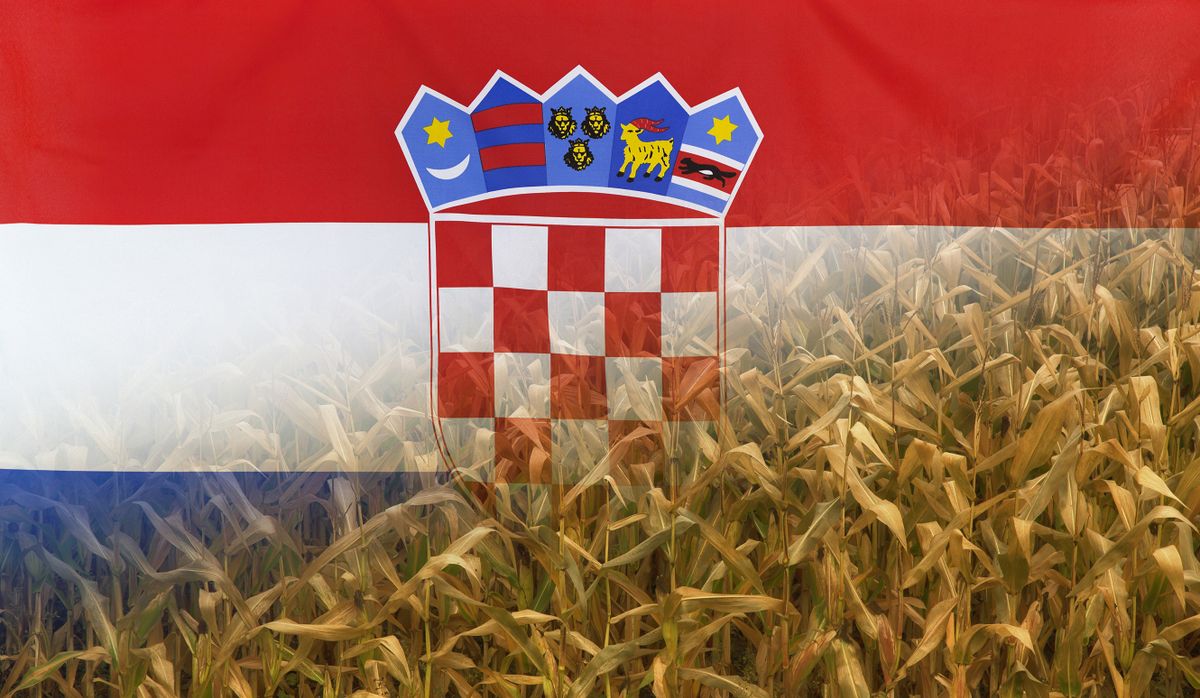 horvát kukorica