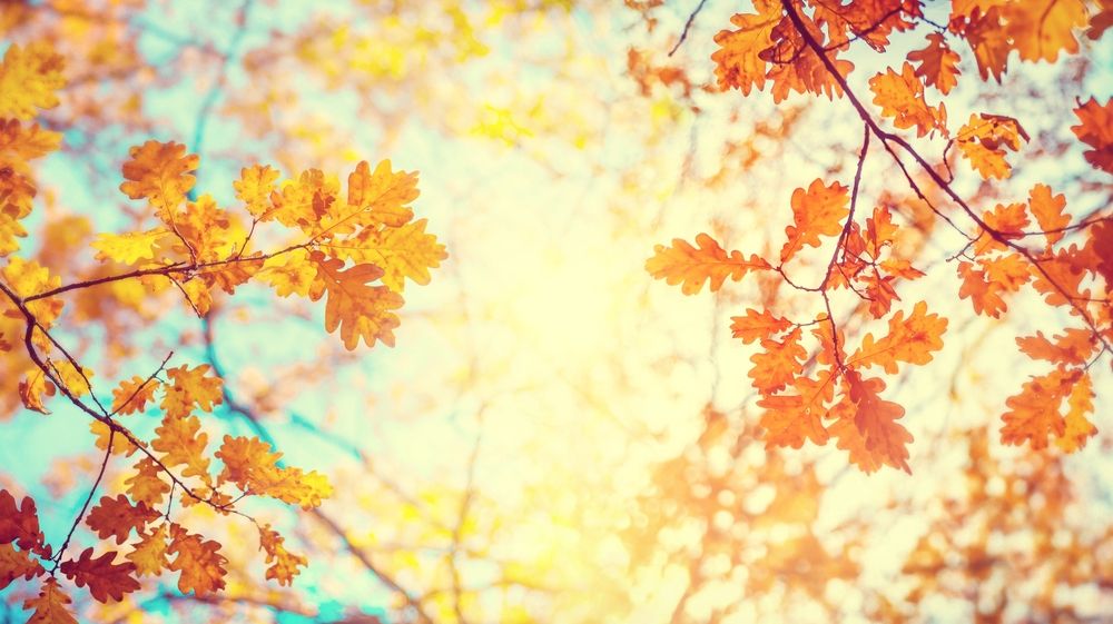 Autumn,Landscape.,Autumn,Tree,Leaves,Sky,Background.