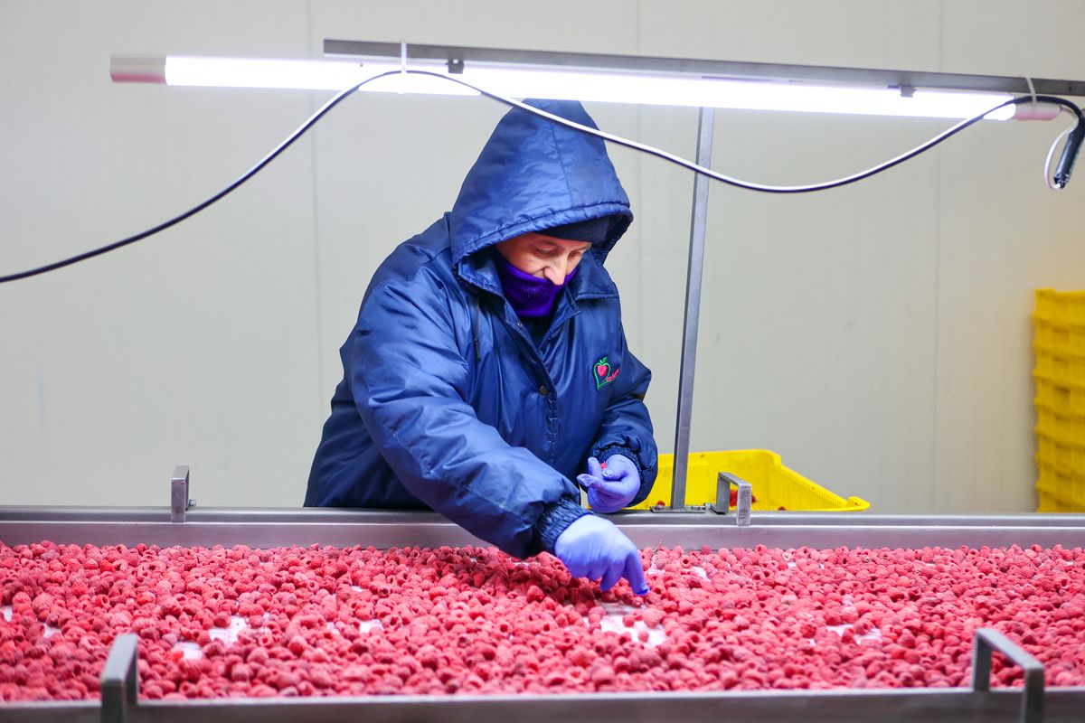 Frozen food processing company in Ivano-Frankivsk Region, TYSHKIVTSI, UKRAINE - SEPTEMBER 8, 2022 - An employee is seen at work at a conveyor belt at the Eco Berry Farming Enterprise that focuses on growing, processing and freezing berries and forest products, Tyshkivtsi village, Ivano-Frankivsk Region, western Ukraine. NO USE RUSSIA. NO USE BELARUS. (Photo by Yurii Rylchuk / NurPhoto / NurPhoto via AFP)