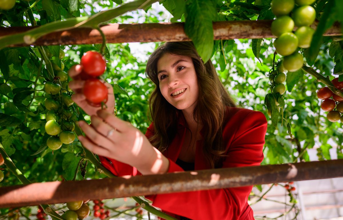 Nemes Nagy János mezőgazdász üvegházban paradicsomot termel családjával