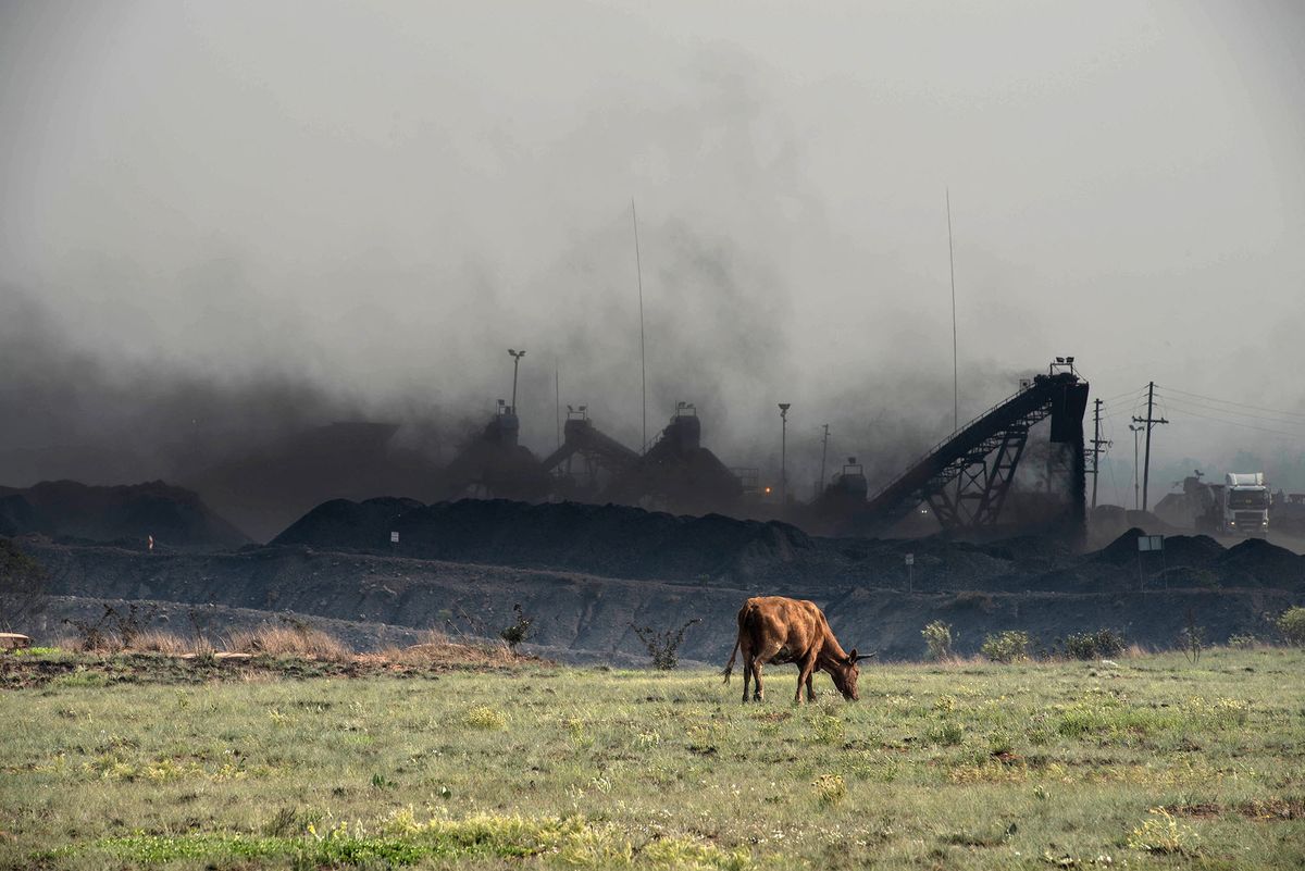 This photo taken on September 28, 2016 on the outskirts of Witbank shows a cow grazing in front of the Mooifontein Colliery coal supplier. - The much-anticipated South African request for a proposal for a nuclear plan will not be issued on September 30, as mooted by Energy Minister Tina Joemat-Pettersson earlier this month. (Photo by MUJAHID SAFODIEN / AFP)