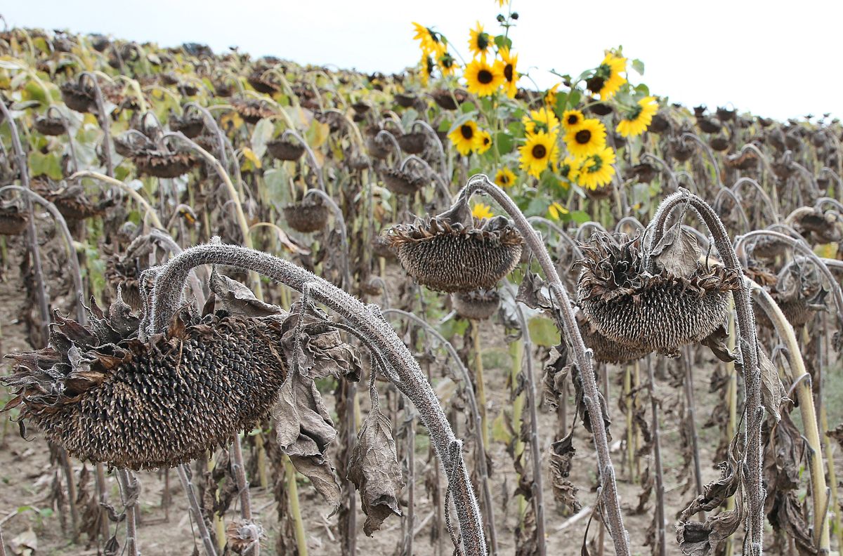 A blooming sunflower in the dried field, 07 September 2022, Berlin: In the middle of a field of withered sunflowers, a single perennial stands at temperatures around 25 degrees Celsius with green leaves and yellow flowers. According to meteorologists, rain is to be expected in the capital and Brandenburg in the coming days. Photo: Wolfgang Kumm/dpa (Photo by WOLFGANG KUMM / DPA / dpa Picture-Alliance via AFP)