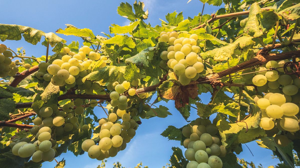 Vineyard in the countryside in Vrbnik, island of Krk, Kvarner Bay, Primorje-Gorski Kotar County, Croatia