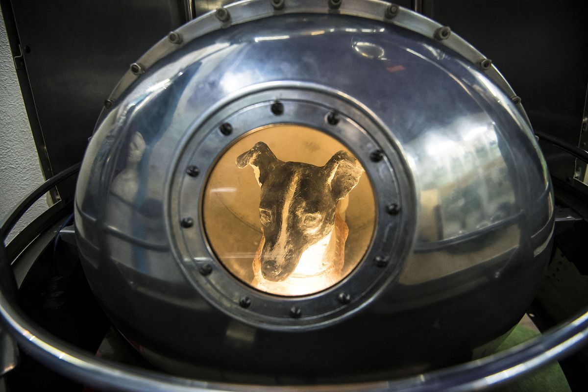 A picture taken on November 1, 2017 shows an effigy of the dog Laika, the first living creature in space, inside a replica of satellite Sputnik II at the Central House of Aviation and Cosmonautics in Moscow. - Three and a half years before Russian cosmonaut Yuri Gagarin became the first man in space, a dog called Laika was in 1957 the first living being to orbit the Earth. The stray from Moscow is one of many animals who preceded humans in the conquest of space; like most of the others, she did not survive. (Photo by Mladen ANTONOV / AFP)