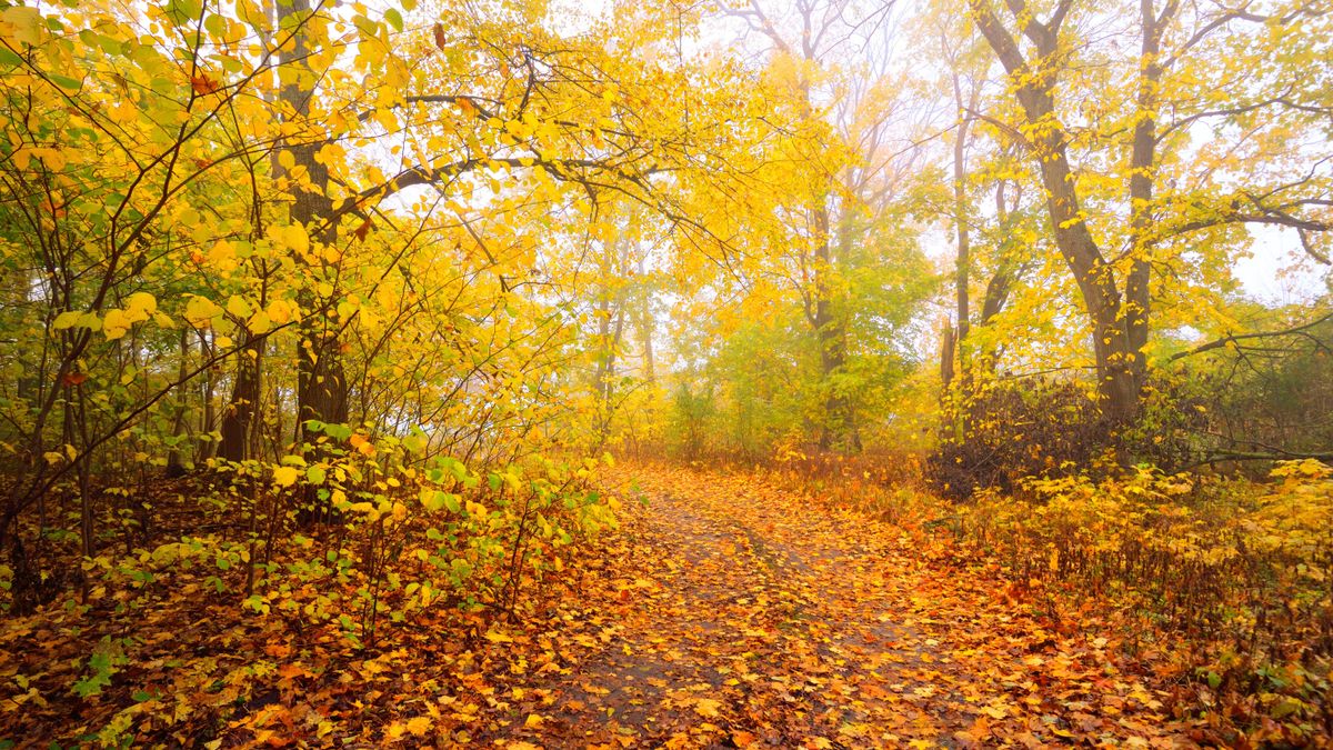 Pathway,(rural,Road,,Alley),In,The,Forest.,Deciduous,Trees,With
Ősz Autumn