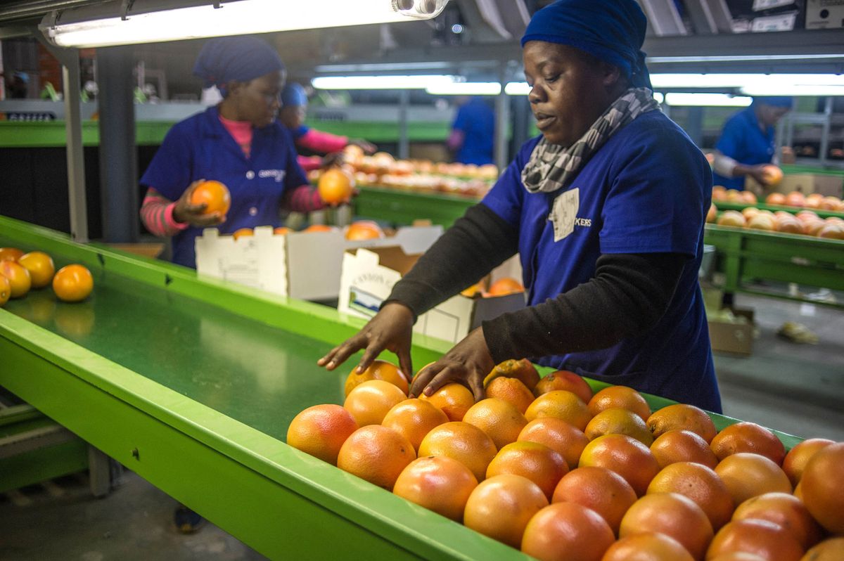 A factory employee checks grapefruits coming from a farm which was successfully claimed back by the mainly black community and then leased to the former white owner, on June 7, 2017 in Hoedspruit, South Africa. (