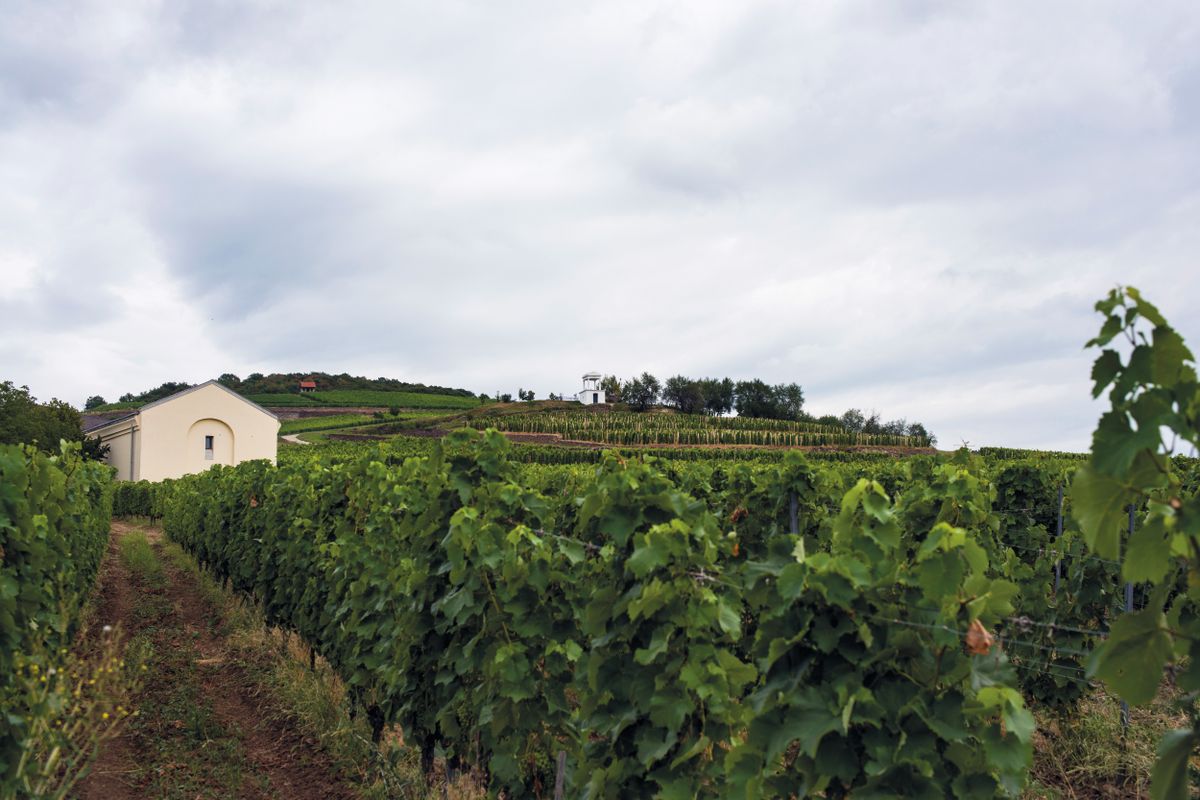 A view of the vineyards next to the village called Tarcal, TOKAJ, TARCAL, MáD, TOKAJ, BORSOD-ABAúJ-ZEMPLéN, HUNGARY - 2019/07/24: A view of the vineyards next to the village called Tarcal close to the town of Tokaj.The Tokaj Wine Region is home to some of Hungary's most famous varieties of wine.  The region is legendary because one of the worlds best natural sweet wines - Tokaji Aszú, is made here. Many tourists also visit the region because of the popular Furmint and the Hárslevel grape varieties.The Tokaj wine region was recognised by UNESCO for its importance to the common cultural heritage of humanity and was listed as a protected cultural landscape by the World Heritage Committee in 2002. Wine from Tokaj have a history older than thousand years, it was served at Versailles and became a favourite of the king of France - Louis XV. (Photo by Attila Husejnow/SOPA Images/LightRocket via Getty Images)