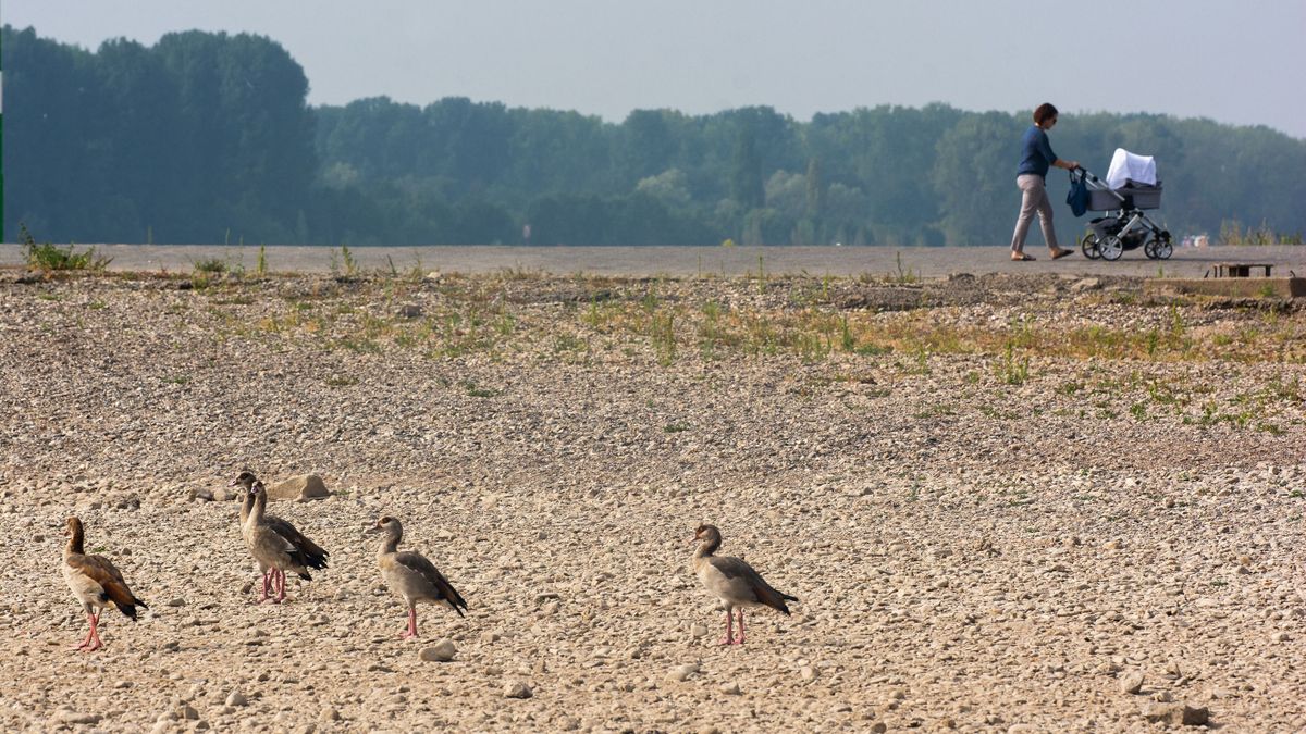 few Canada goose are seen walking on the dried up bank of Rhine river in Cologne, Germany on August 19, 2022 