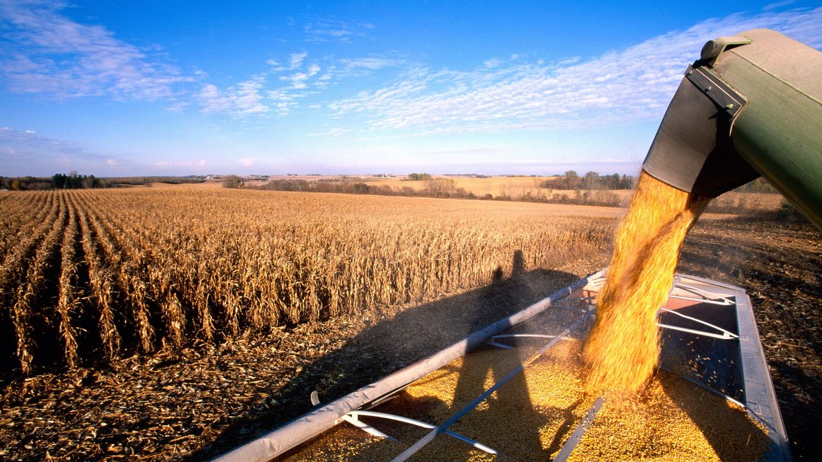 Corn harvest in Minnesota, kukorica betakarítás