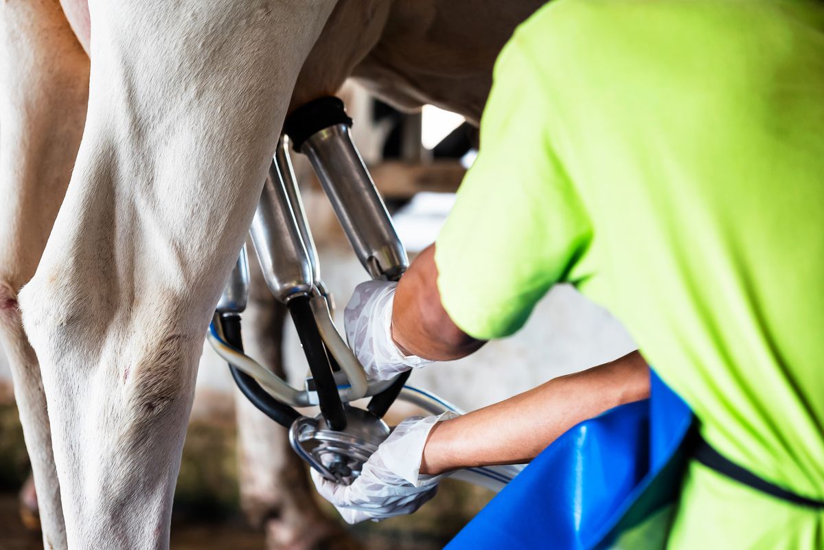 Cow,Milking,Facility,And,Mechanized,Milking,Equipment.tehén, tehenészet, fejés, gépi fejés, tej