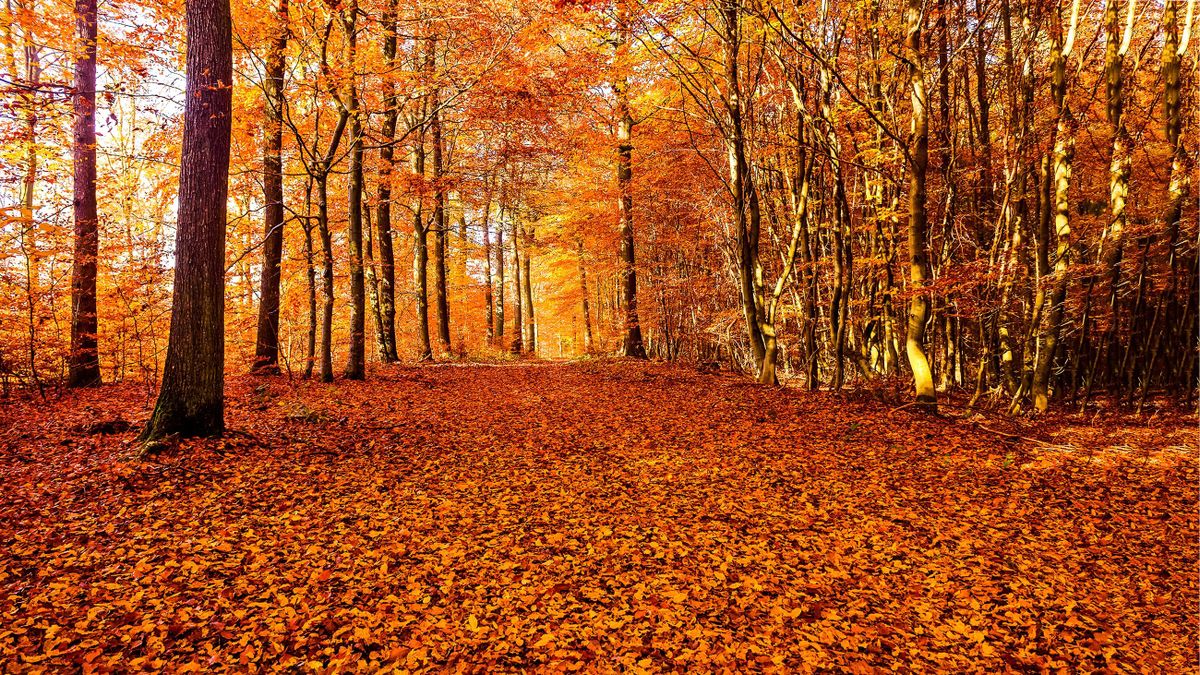 Autumn,Forest,Road,Leaves,Fall,In,Ground,Landscape,On,Autumnal