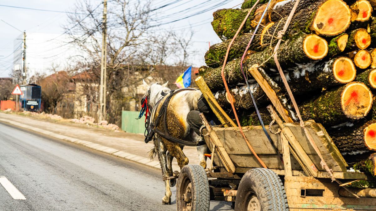Carriage,Carrying,Wooden,Logs,On,The,Street,In,Targoviste,,Romania, Carriage carrying wooden logs on the street in Targoviste, Romania, 2021 Carriage carrying wooden logs on the street in Targoviste, Romania, 2021