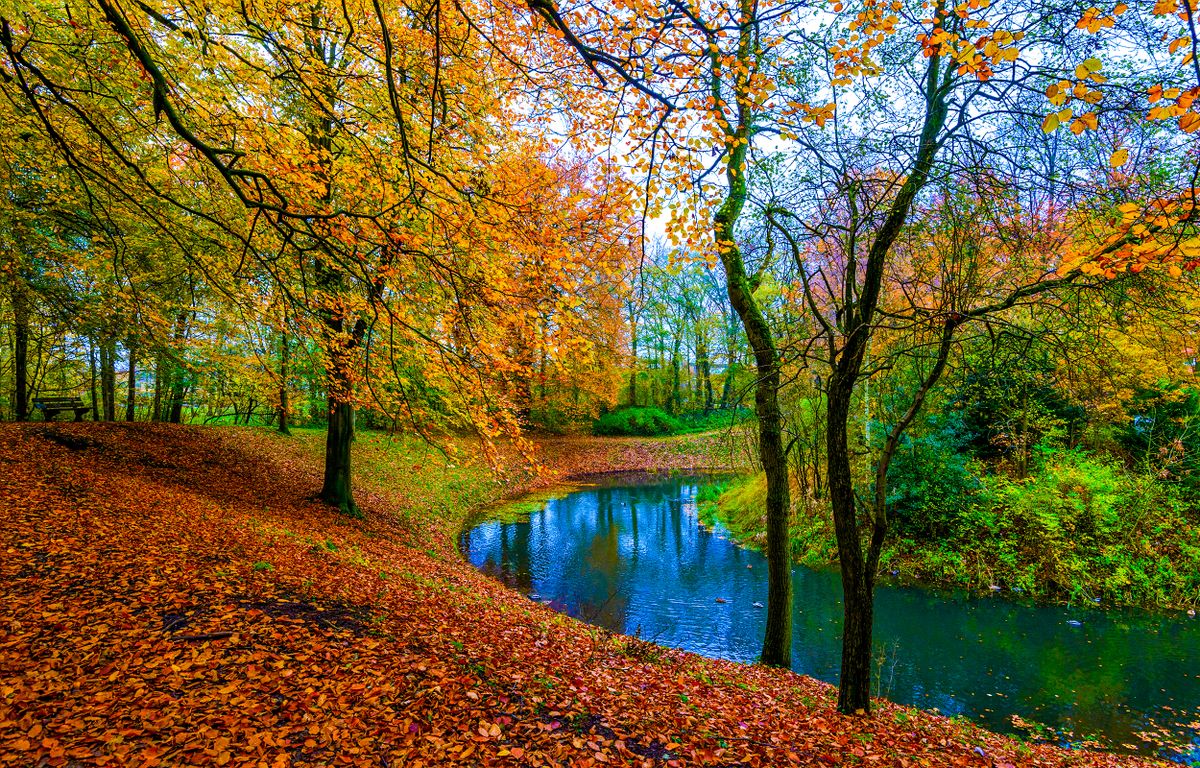 Autumn,Forest,River,Stream,Landscape