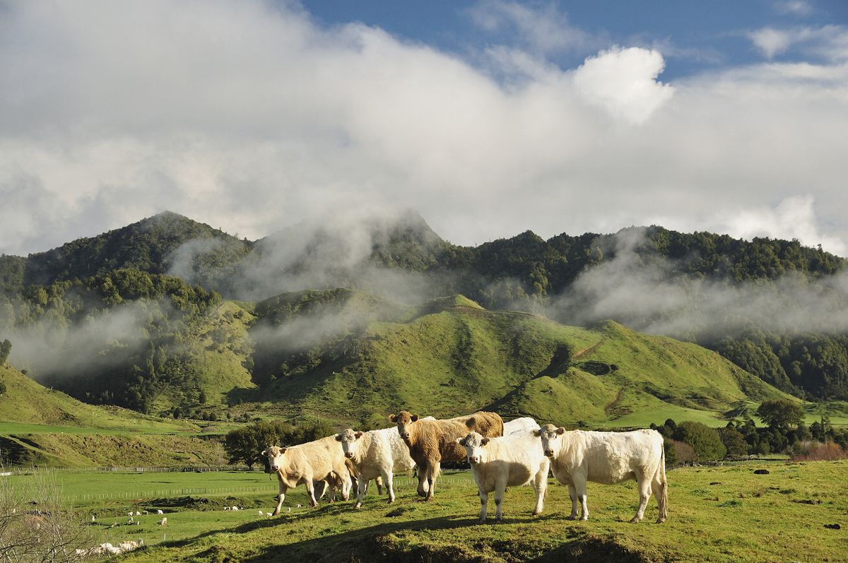 Cows and farmland, near Matawai, Gisborne, North Island, New Zealand, Pacific