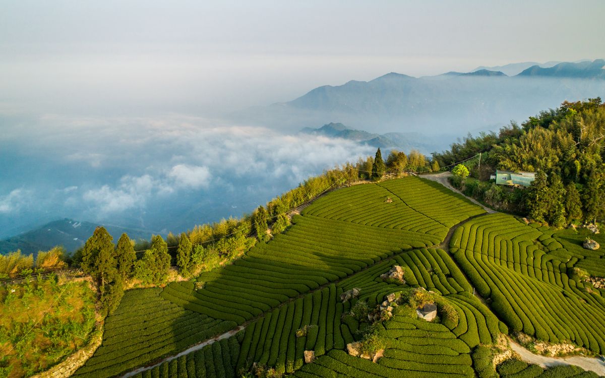 Tea,Fields,In,Alishan,-,Taiwan, Tea Fields in Alishan - Taiwan Tajvan, teaföld