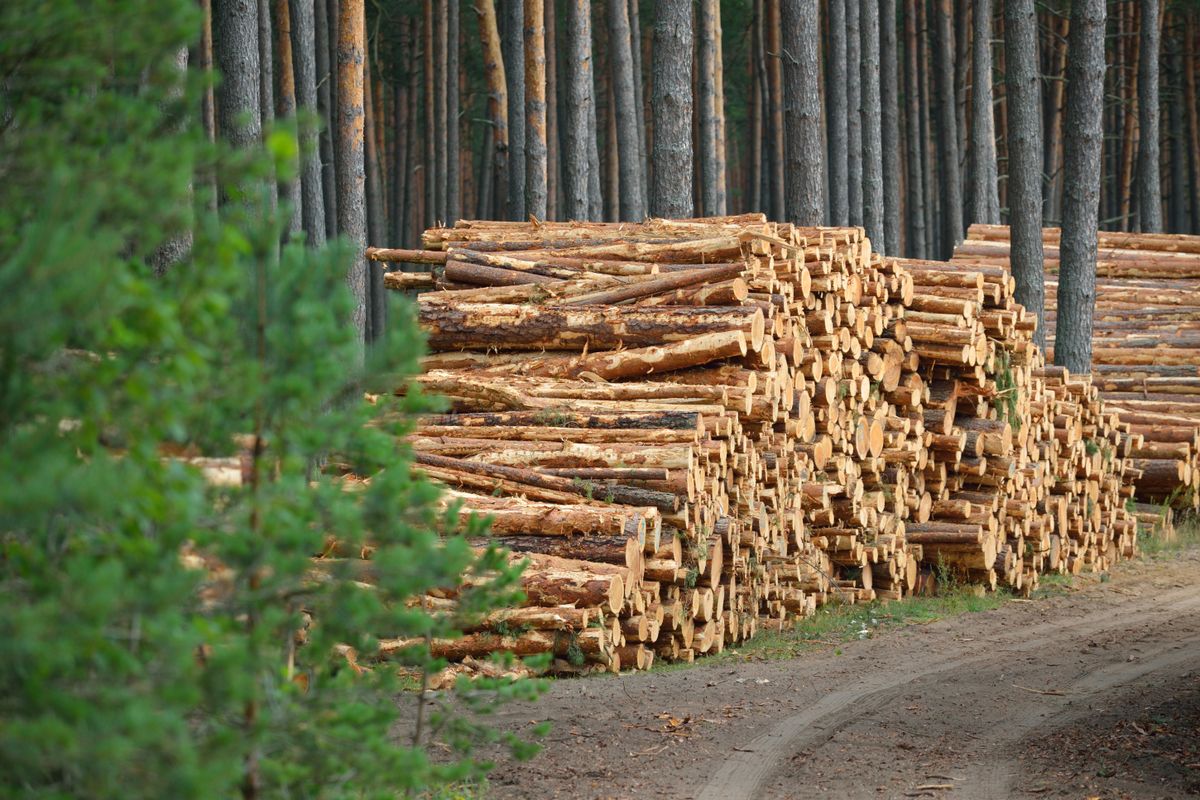 Freshly,Made,Firewood,In,The,Evergreen,Forest,,Pine,Tree,Logs