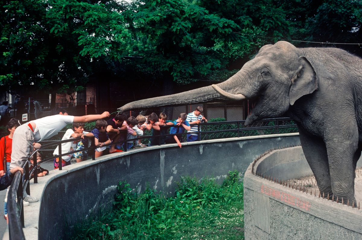 A visitor to Budapest zoo reaches out with food scraps to a captive elephant, whose enclosure has sharp spikes around its moat, on 13th June 1990, in Budapest, Hungary.