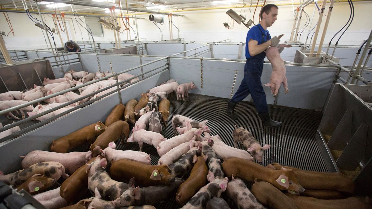 Pig Farming As Russia Increases Food Security