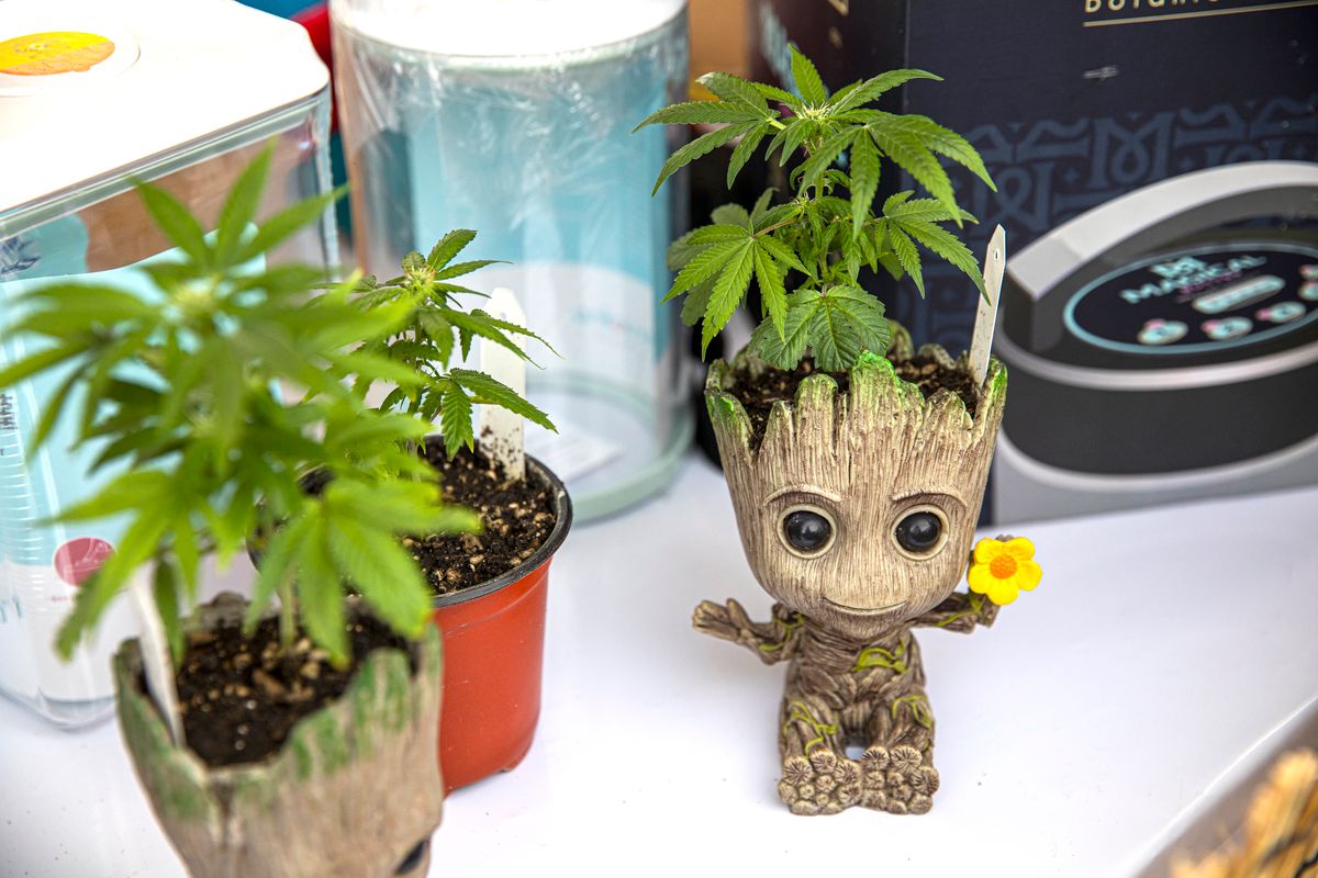 People Celebrate Thailand's Marijuana Legalisation, NAKHON PATHOM, THAILAND - JUNE 12: A Groot character flower pot holds a cannabis plant during a festival to celebrate the legalization of marijuana on June 12, 2022 in Nakhon Pathom, Thailand. Highland Network, a pro-marijuana organization, hosted their two day "Thailand 420 Legalaew" music and marijuana festival at a man made beach area in Nakhon Pathom. On June 9, 2022 Thailand officially decriminalized marijuana cultivation and possession and the government plans to give away 1 million cannabis plants for free to people throughout the country. The festival featured farmers and dispensaries selling their marijuana, educating people about medicinal CBD and THC, and cooking with cannabis. (Photo by Lauren DeCicca/Getty Images)